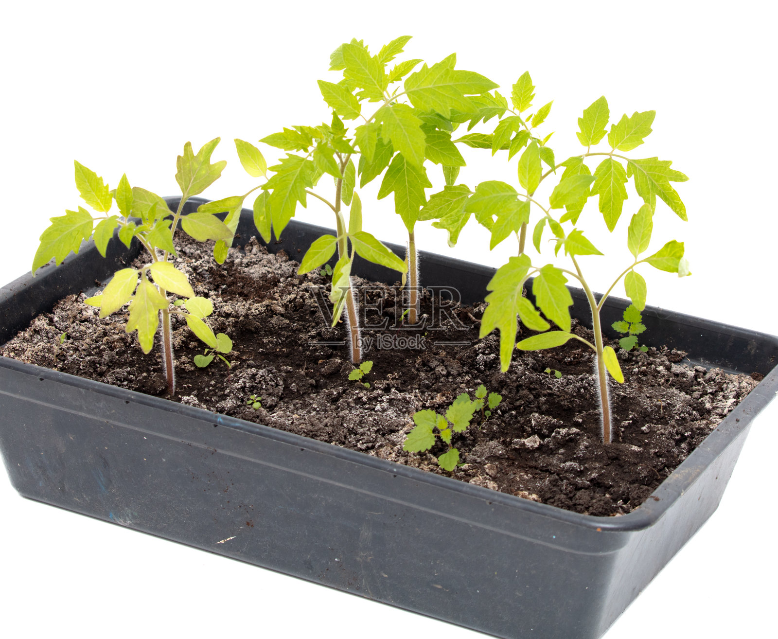 番茄幼苗孤立白色背景照片摄影图片