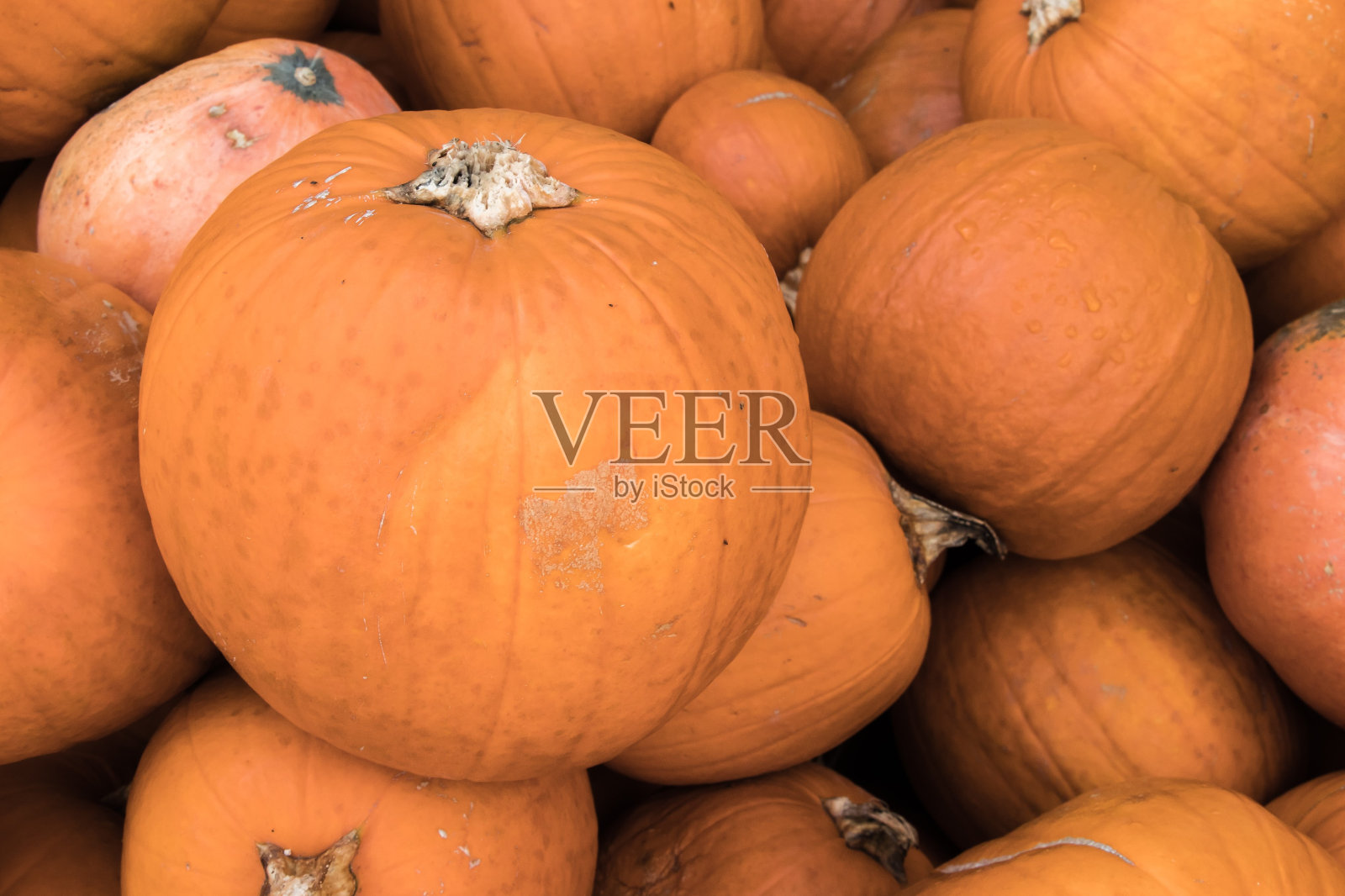 南瓜陈列在市场的货架上照片摄影图片