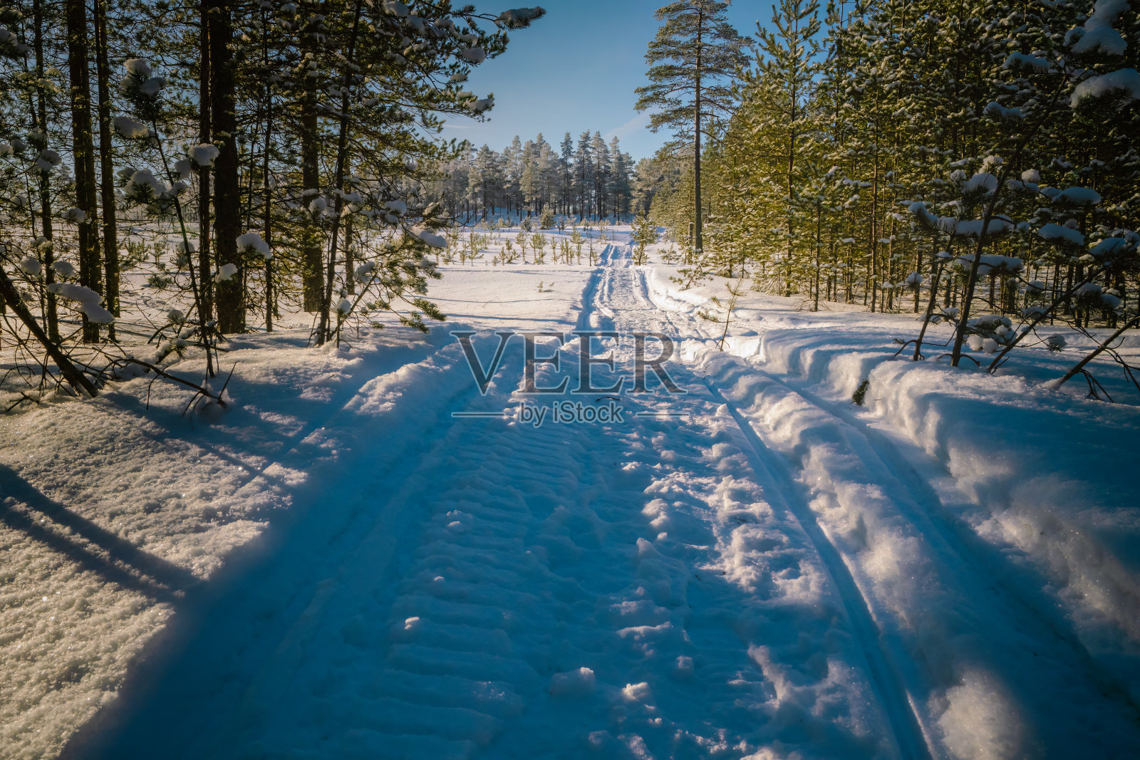 森林的风景照片与雪地摩托痕迹在森林边缘的新雪。晴朗寒冷的冬日照片摄影图片