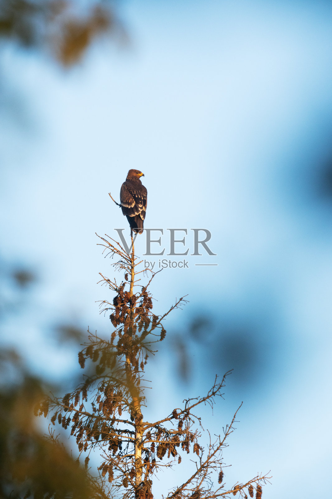 在爱沙尼亚一个夏末的傍晚，一只小斑鹰幼鹰栖息在一棵树上照片摄影图片