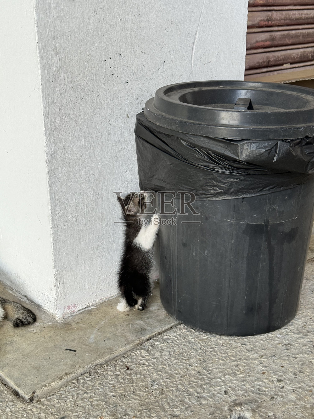 小猫的好奇心照片摄影图片