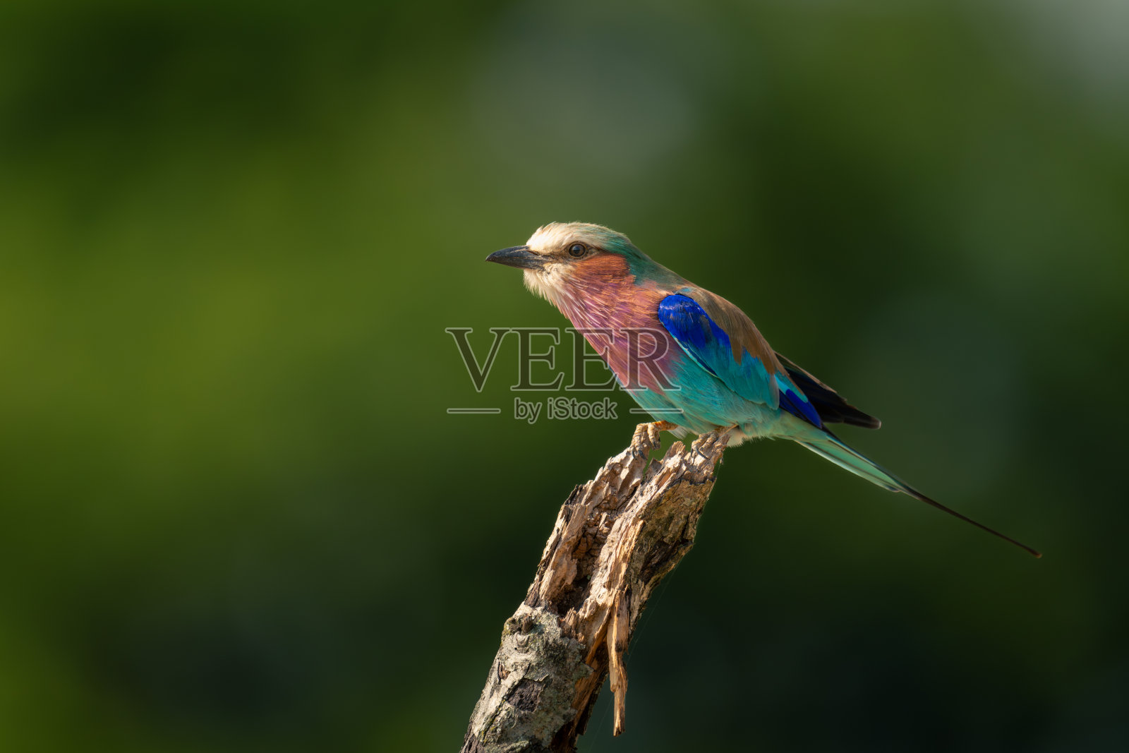 丁香胸滚子靠在枯枝上照片摄影图片