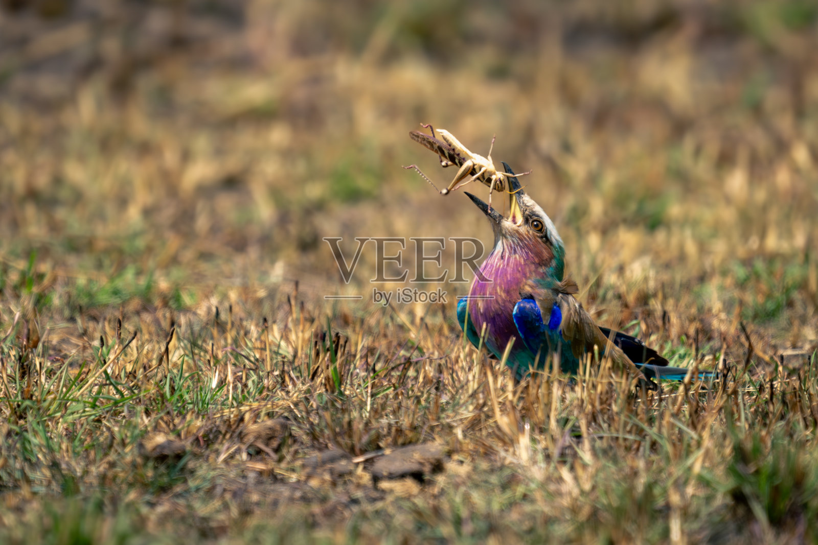 草上的丁香胸滚轮抛起蚱蜢照片摄影图片