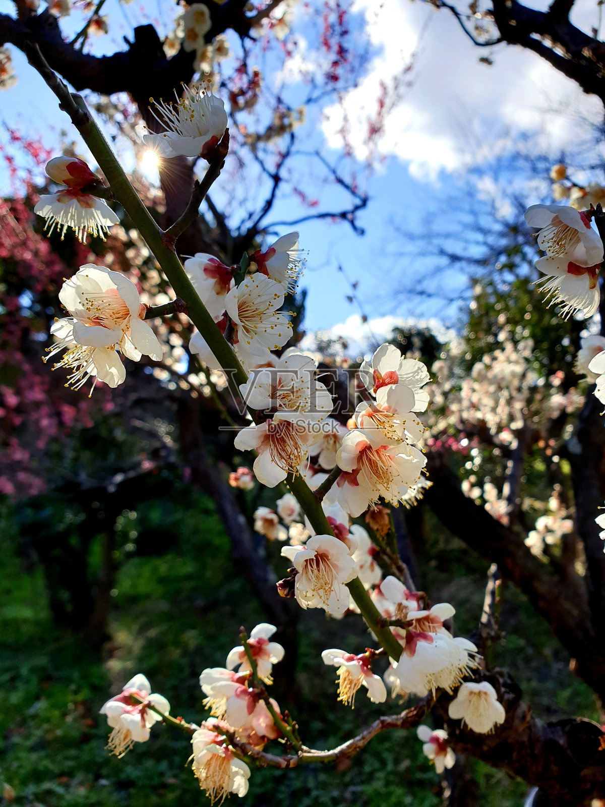 樱花树照片摄影图片