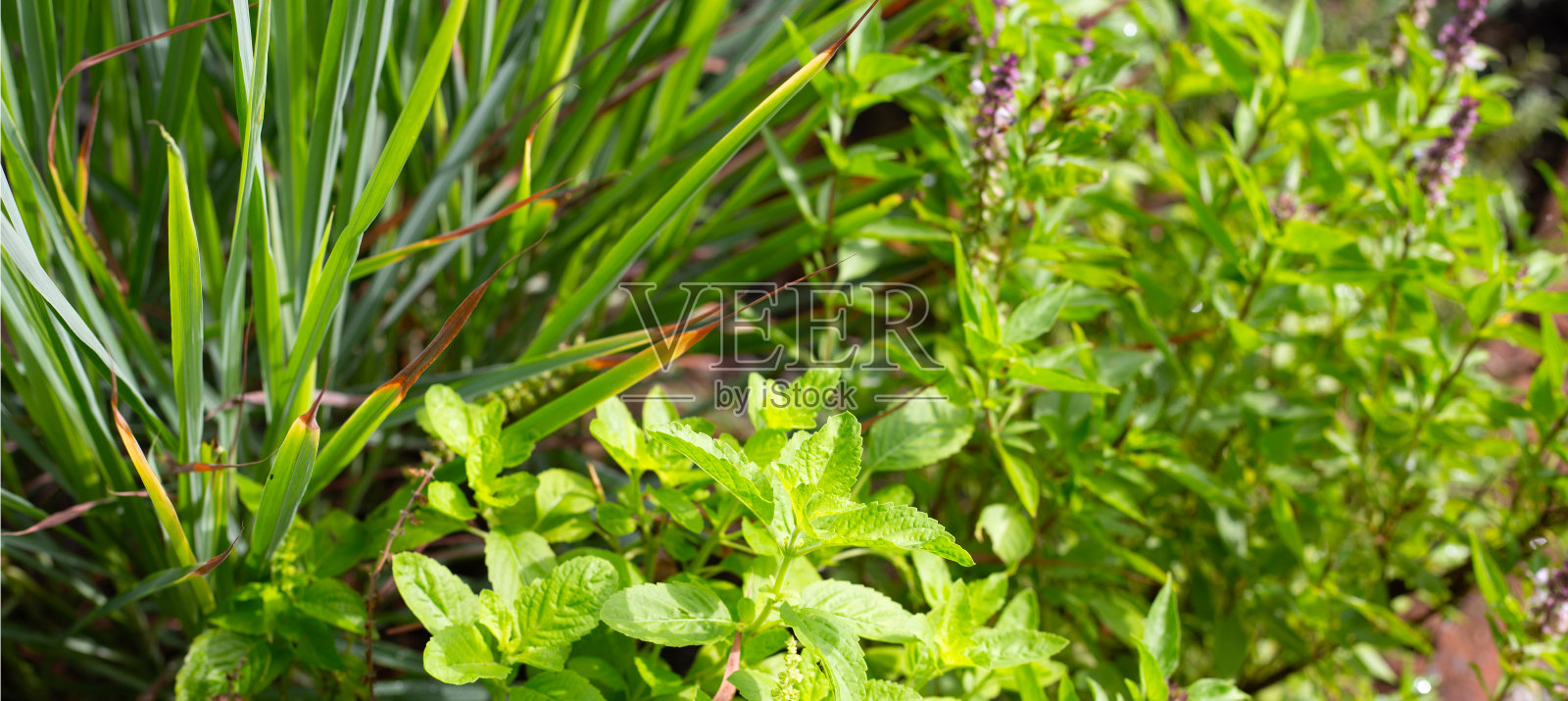 圣罗勒与柠檬草和圣罗勒在菜园。新鲜的草本植物绿叶照片摄影图片