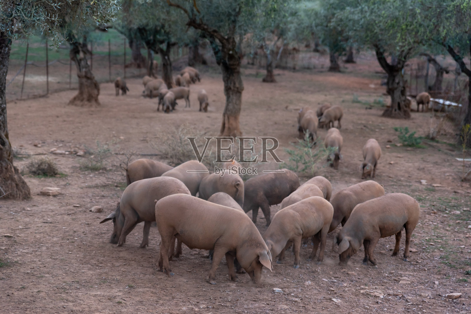 西班牙霍尔姆橡树林中的一群小猪照片摄影图片