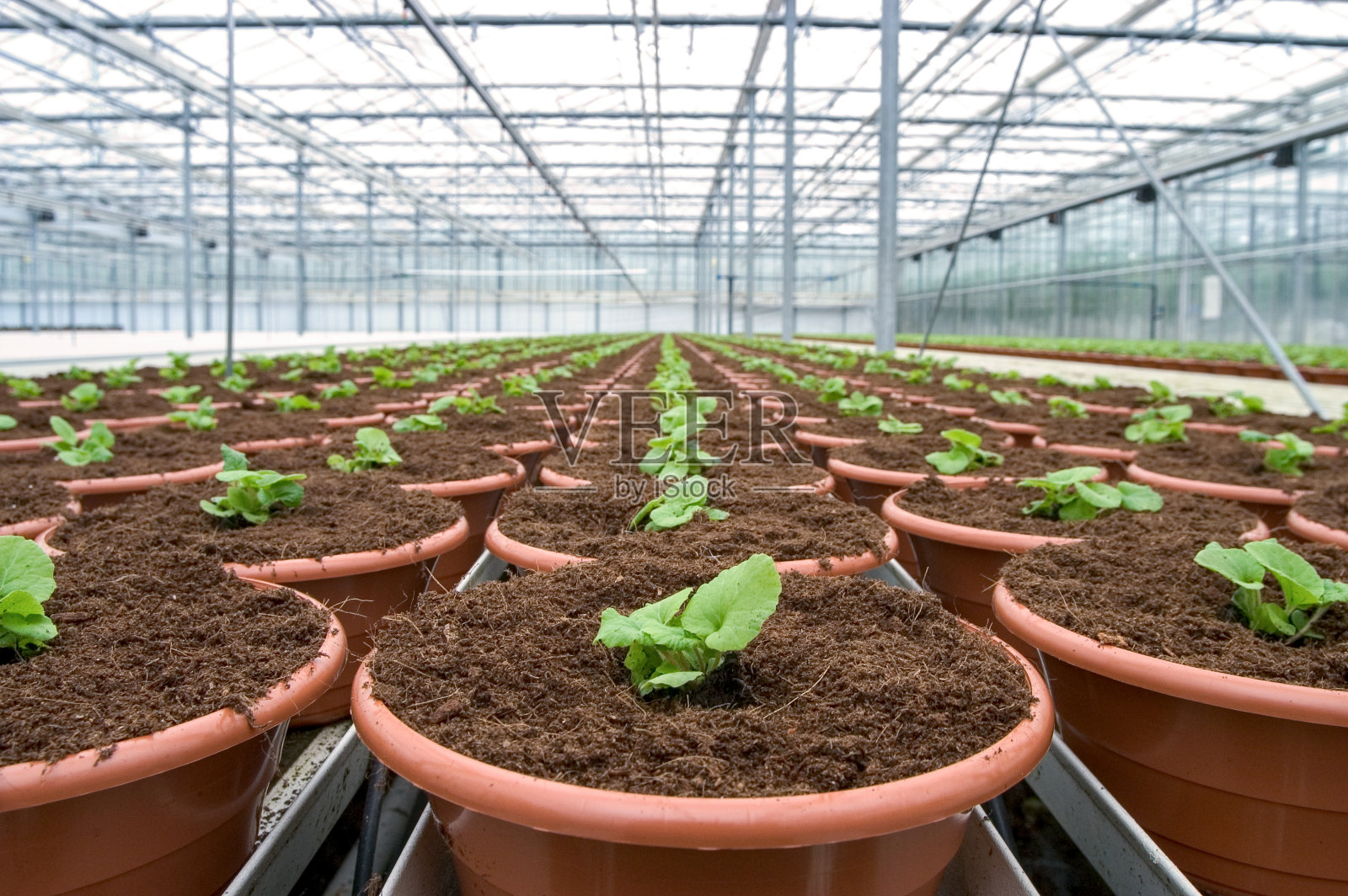 温室。照片摄影图片