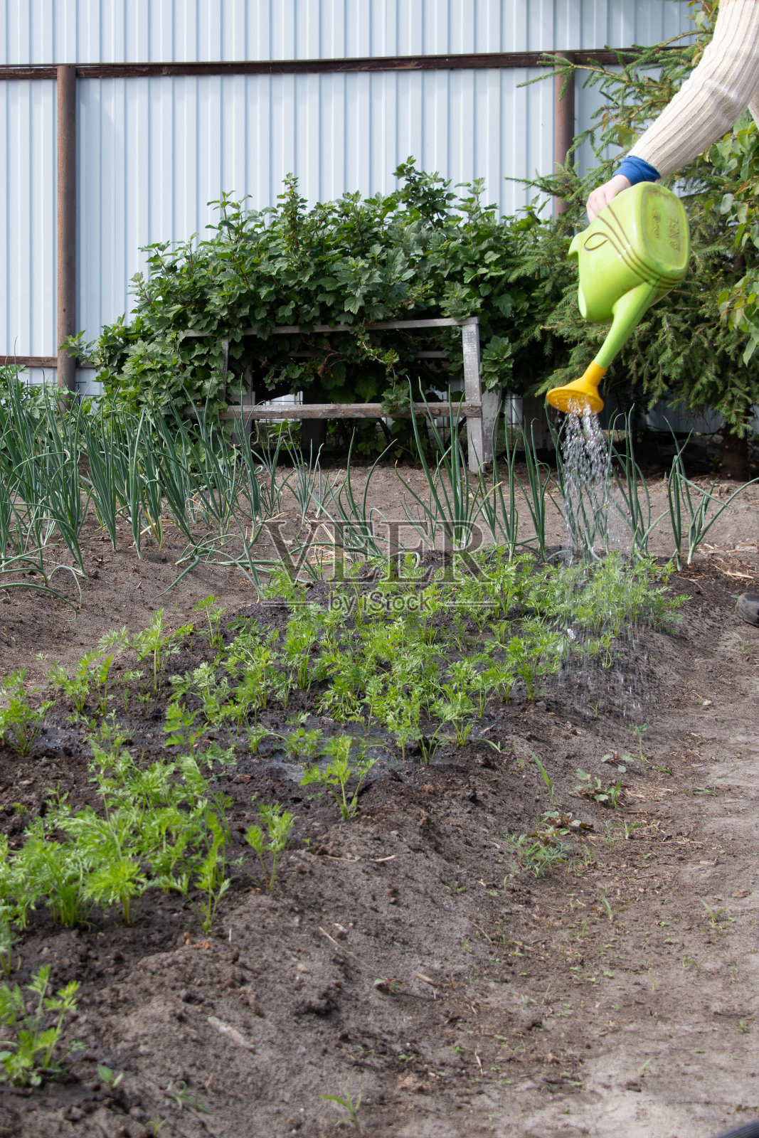 农民从水罐中浇灌年轻的蔬菜，有机产品的概念来自农场照片摄影图片