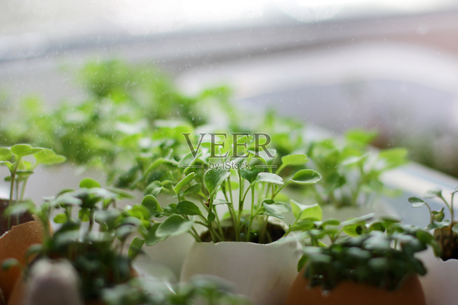 窗台上的微阴影。健康饮食。新鲜的萝卜青菜。家庭花园照片摄影图片