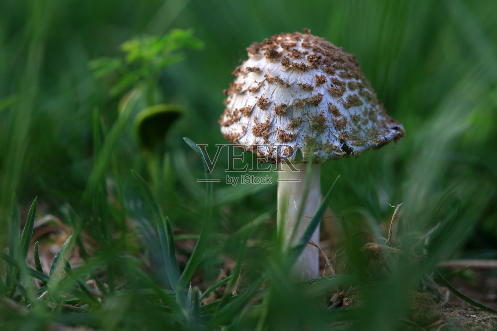 草地上的野蘑菇，中国北方照片摄影图片