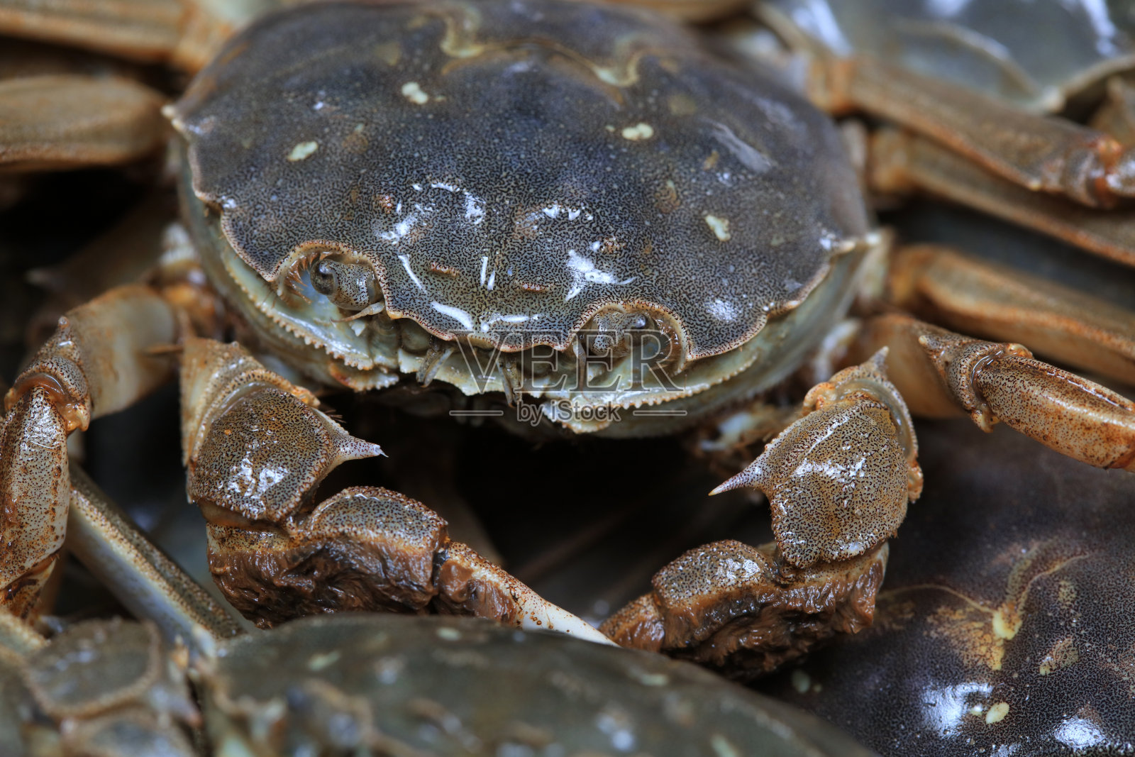 新鲜河蟹的特写照片摄影图片