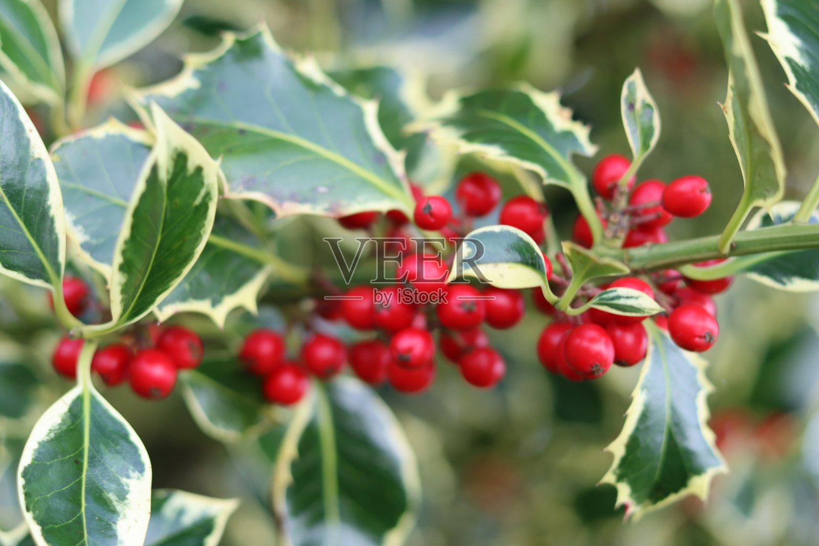 冬天，一棵杂色冬青树上鲜红的浆果照片摄影图片