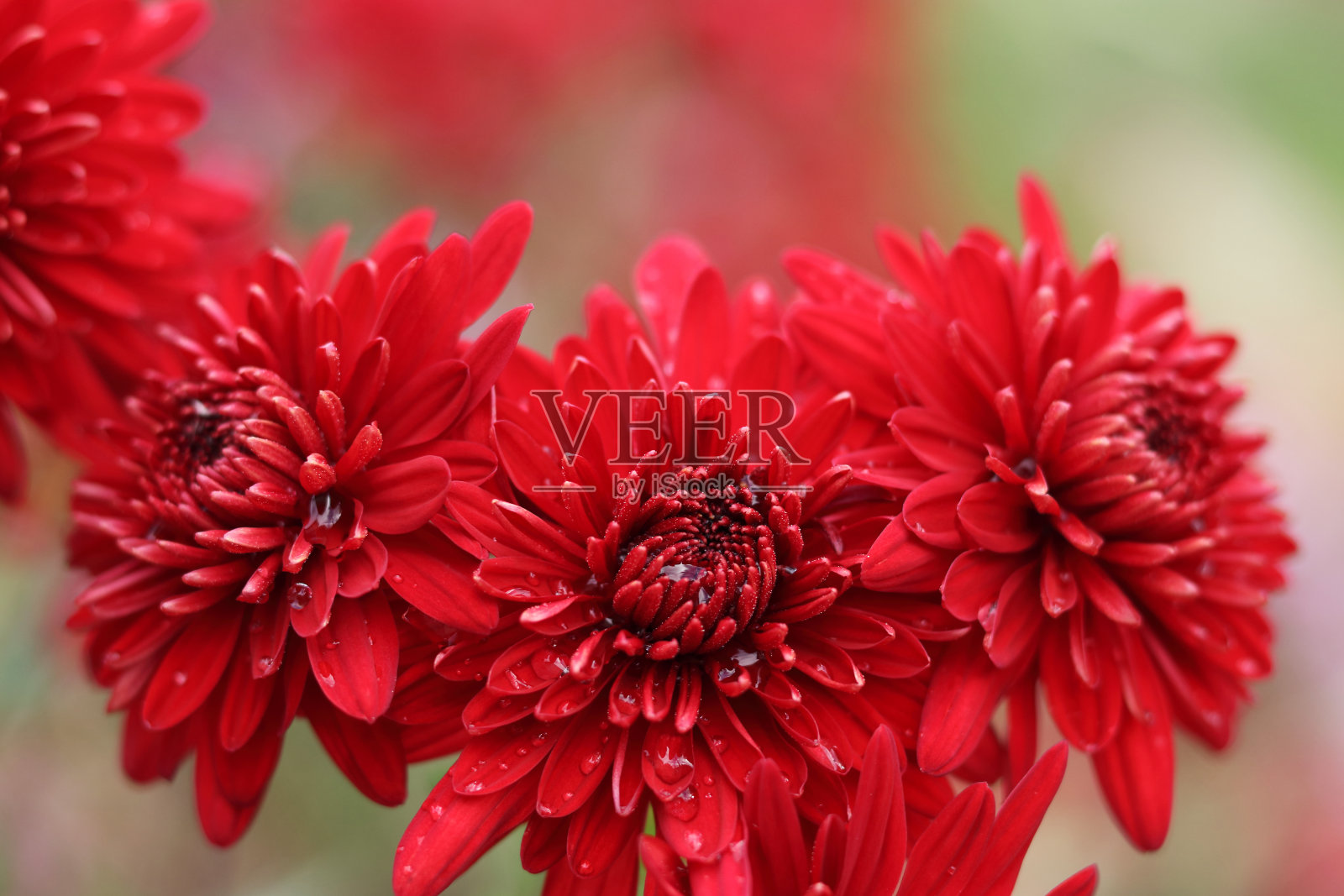 菊花的红色花朵照片摄影图片