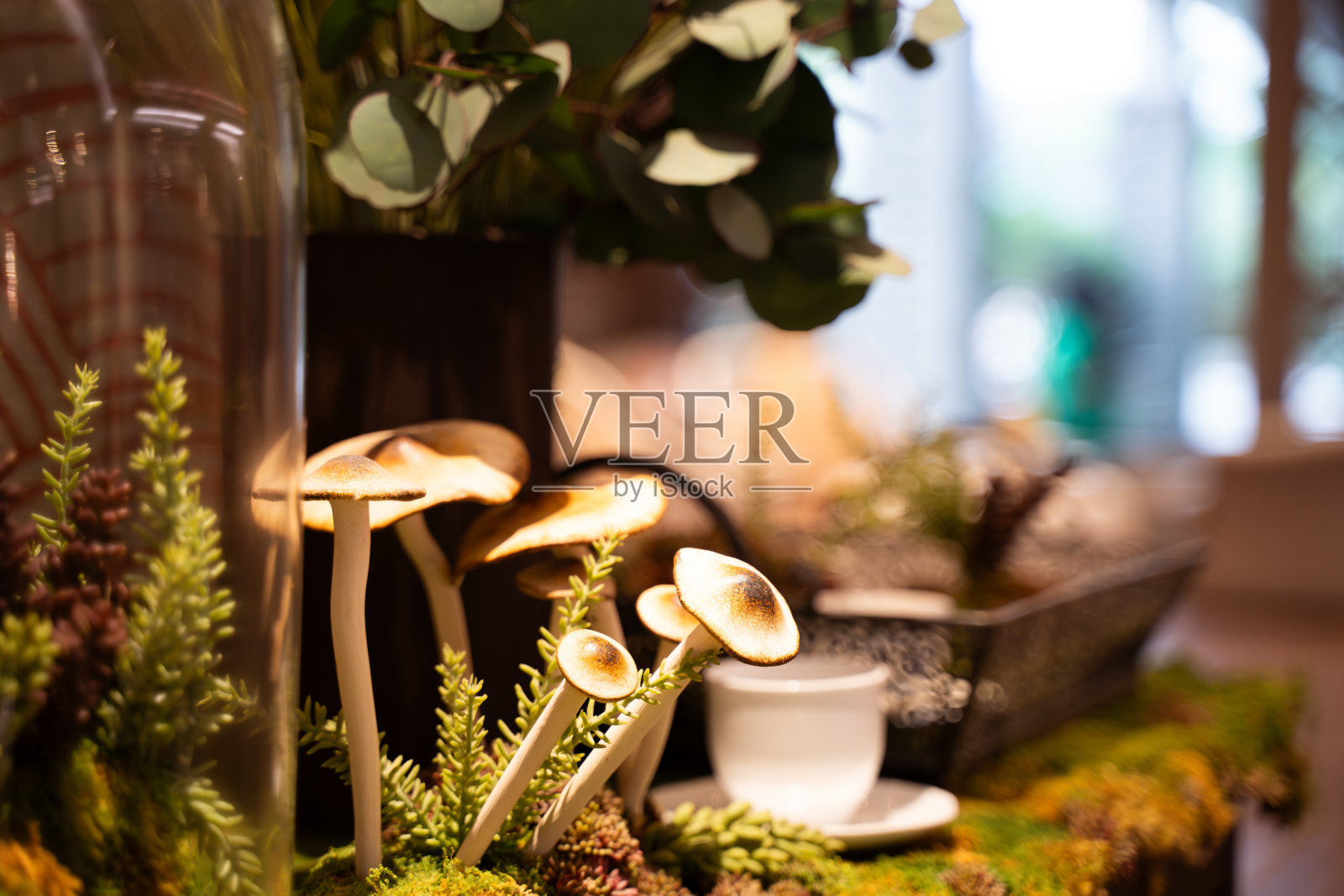 美丽的特写野生蘑菇在秋天的草地。小花园里的蘑菇照片摄影图片