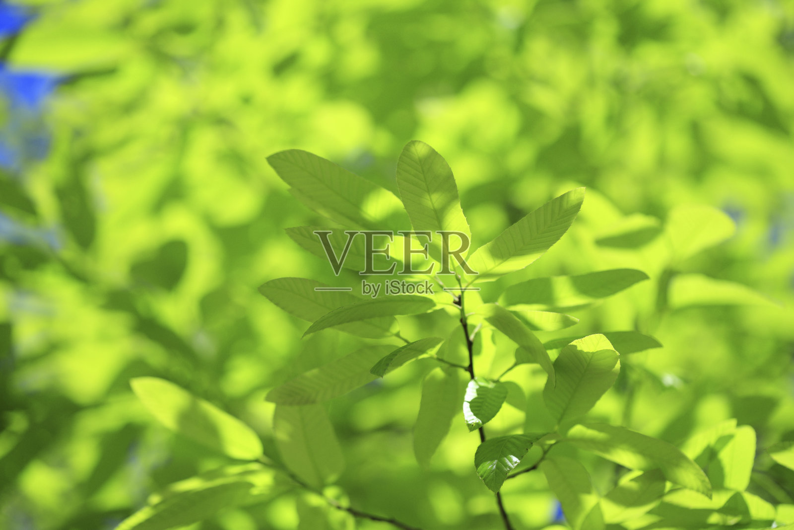 新鲜绿叶照片摄影图片