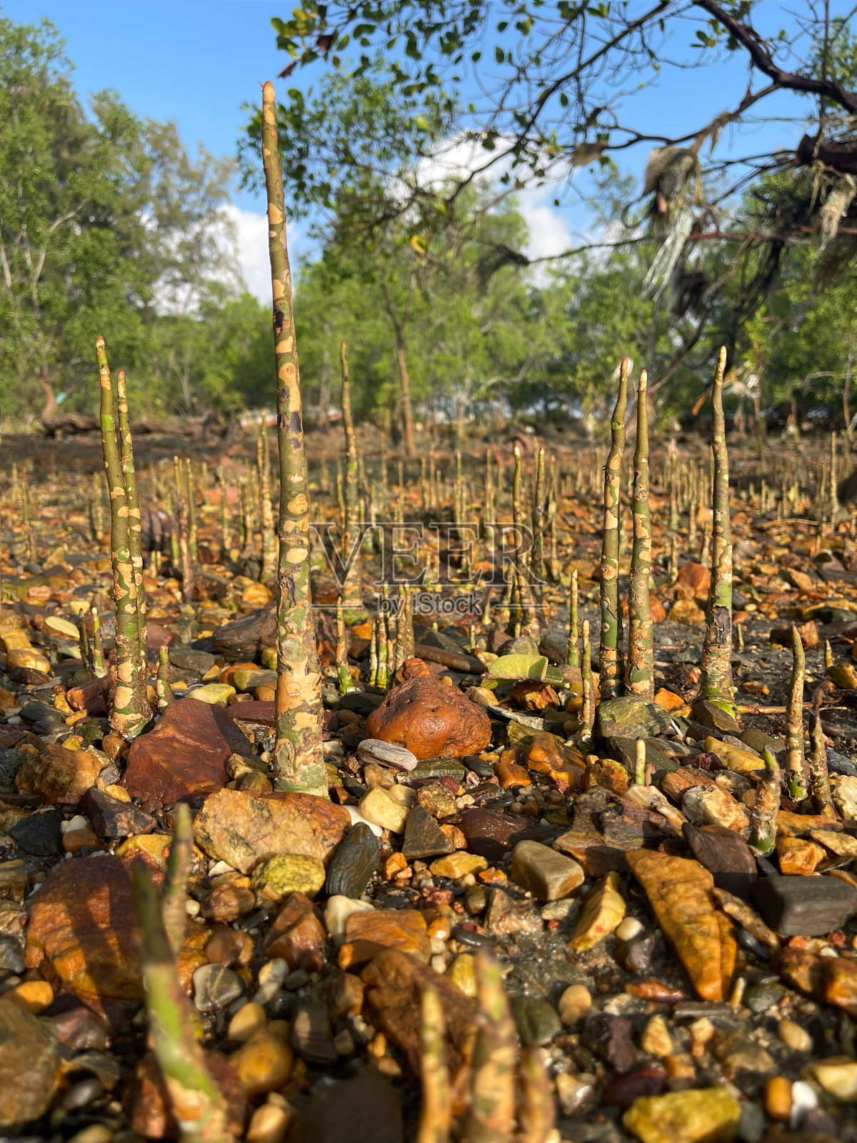 退潮时海滩上的红树林树苗，马来西亚柔佛州丹绒巴劳照片摄影图片