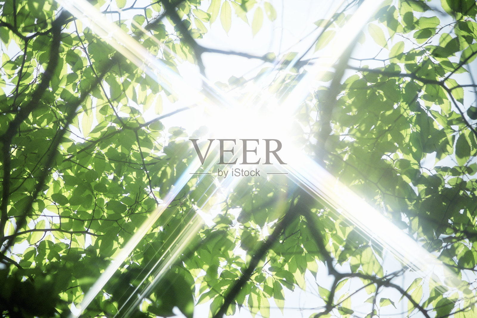 新鲜的绿叶和阳光照片摄影图片