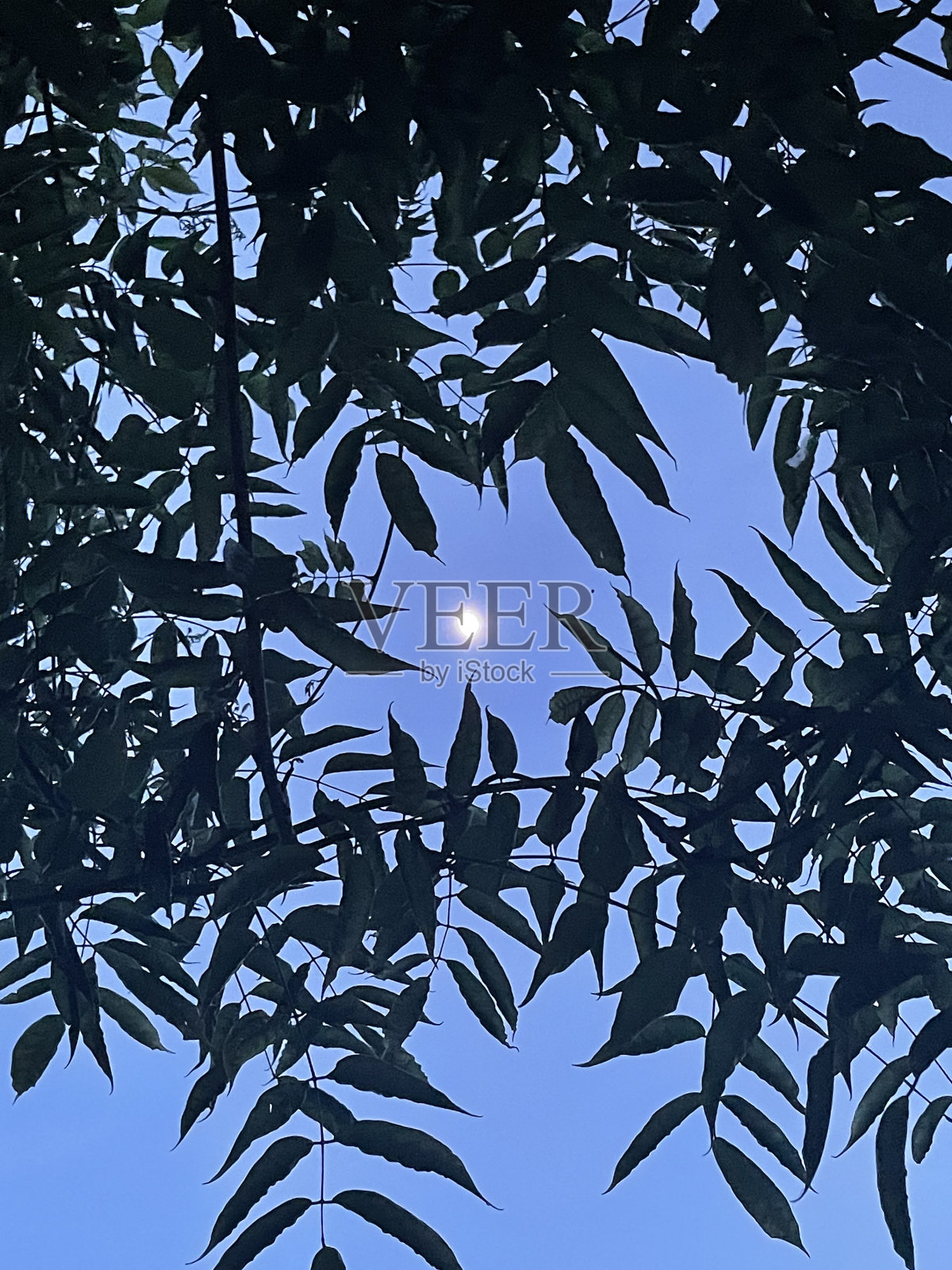 月光透过树叶照片摄影图片