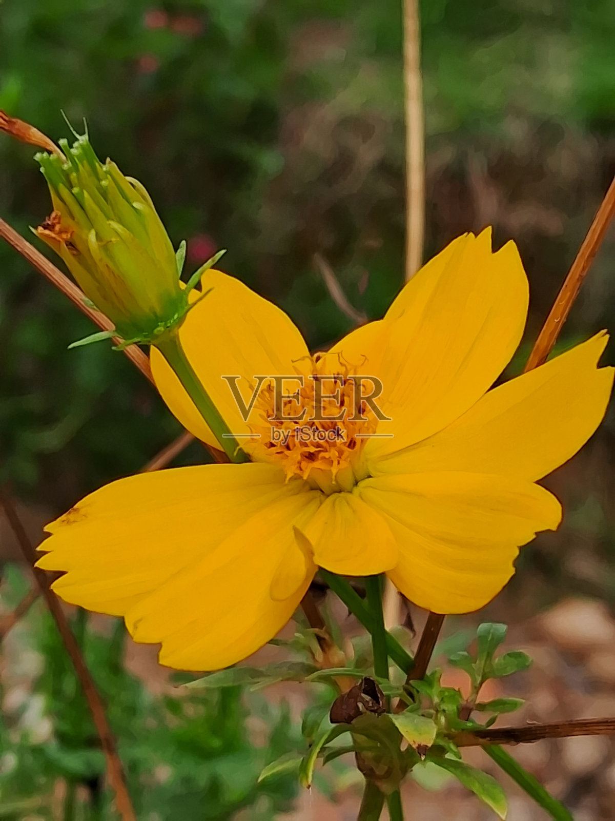 黄色的照片摄影图片