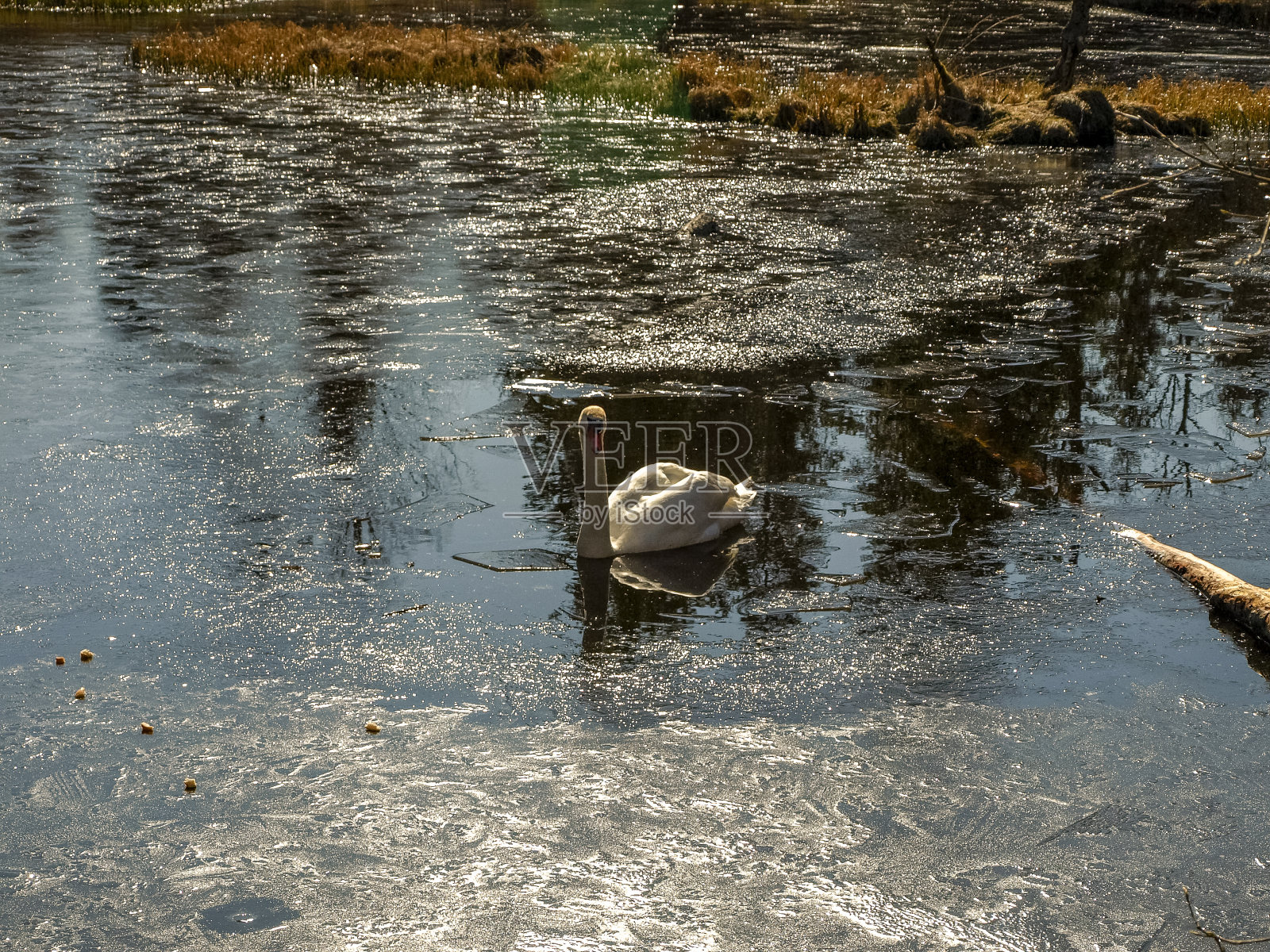 一只天鹅在一个小池塘里飞翔照片摄影图片