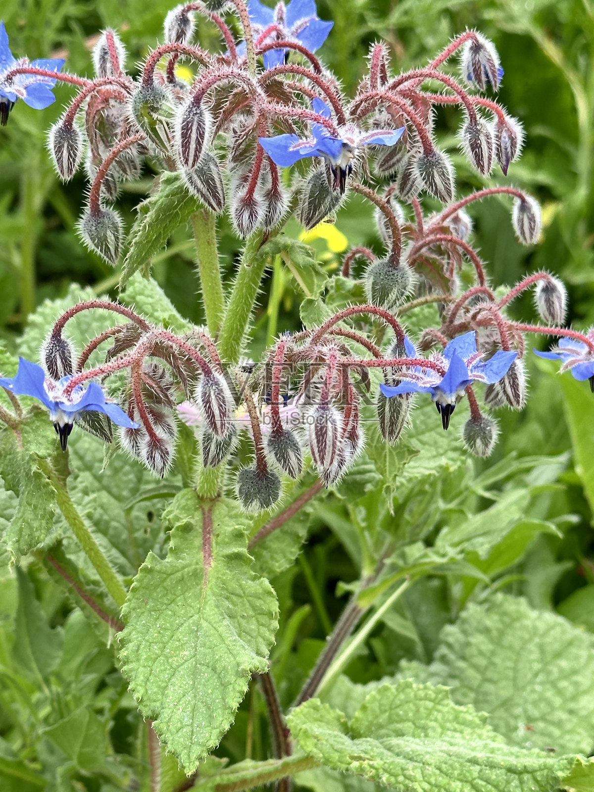 琉璃苣的花照片摄影图片