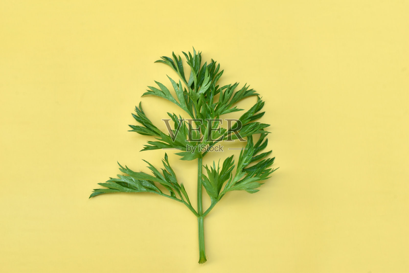 黄色背景上的绿色胡萝卜叶。照片摄影图片