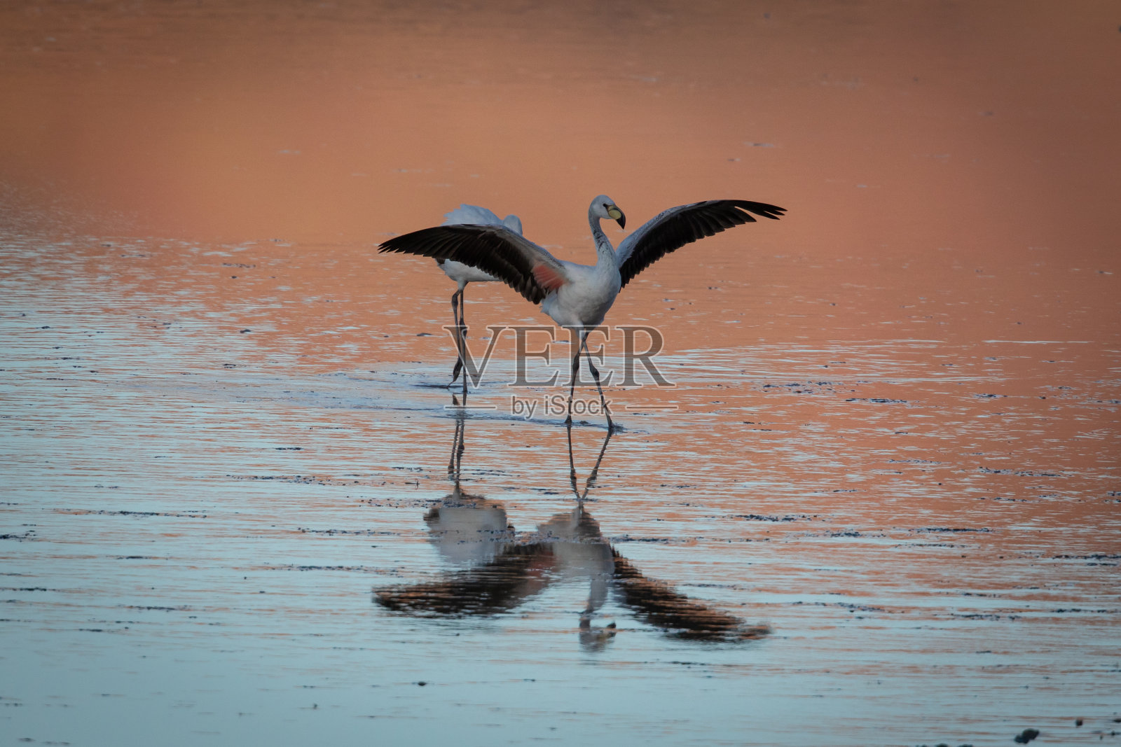 一只火烈鸟在阿塔卡马沙漠的盐湖中展开翅膀，准备起飞。照片摄影图片