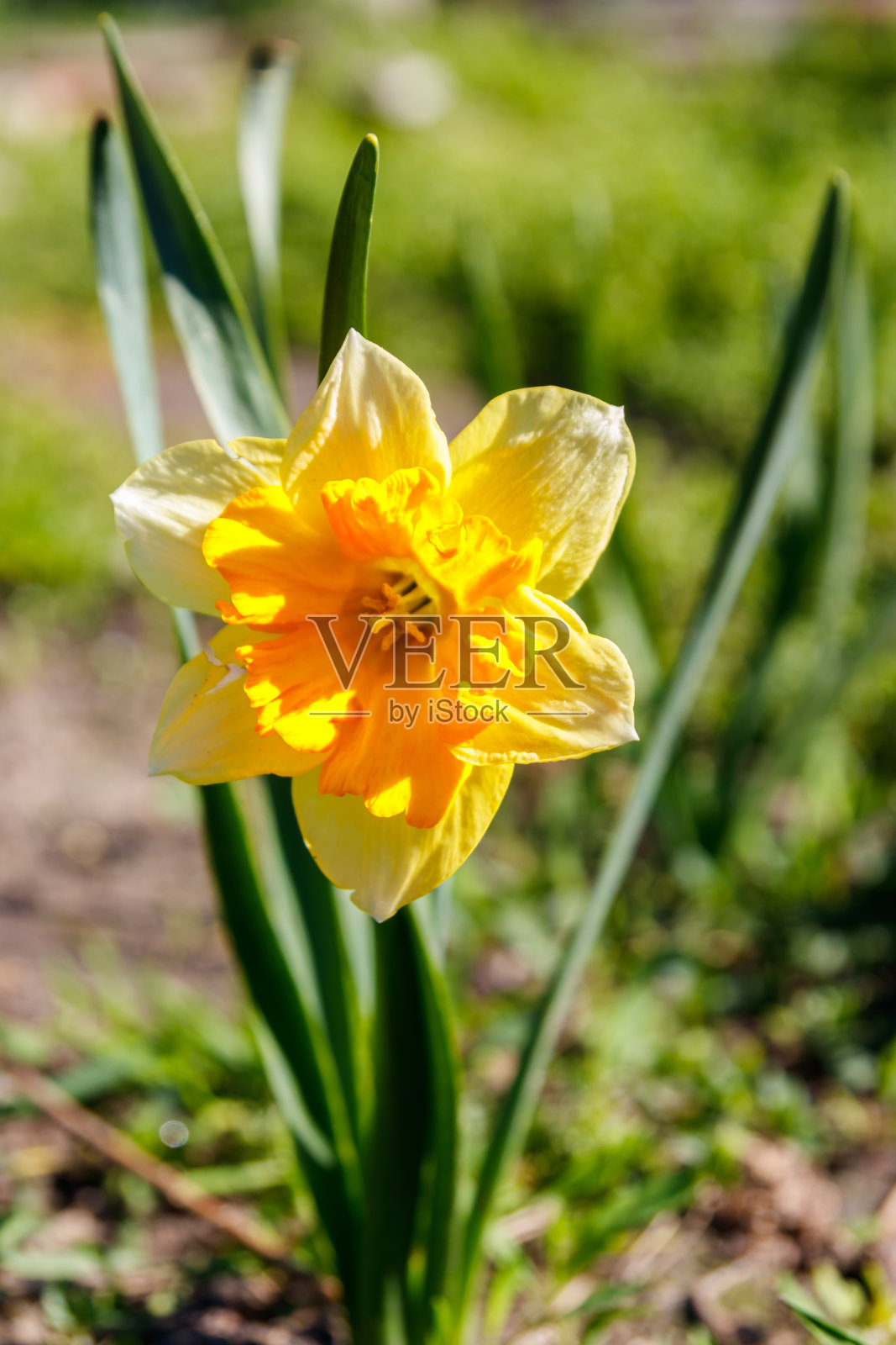 花园里的黄色水仙花。花坛上美丽的水仙照片摄影图片