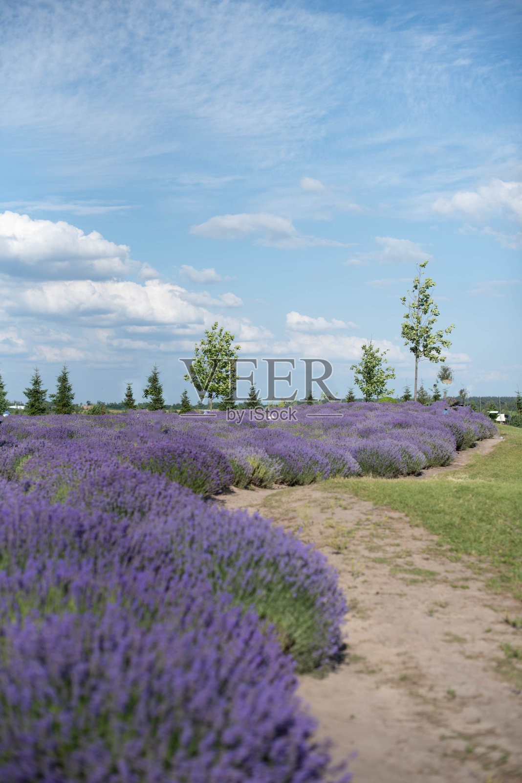 沿着公园里的沙质小路，郁郁葱葱的薰衣草丛照片摄影图片