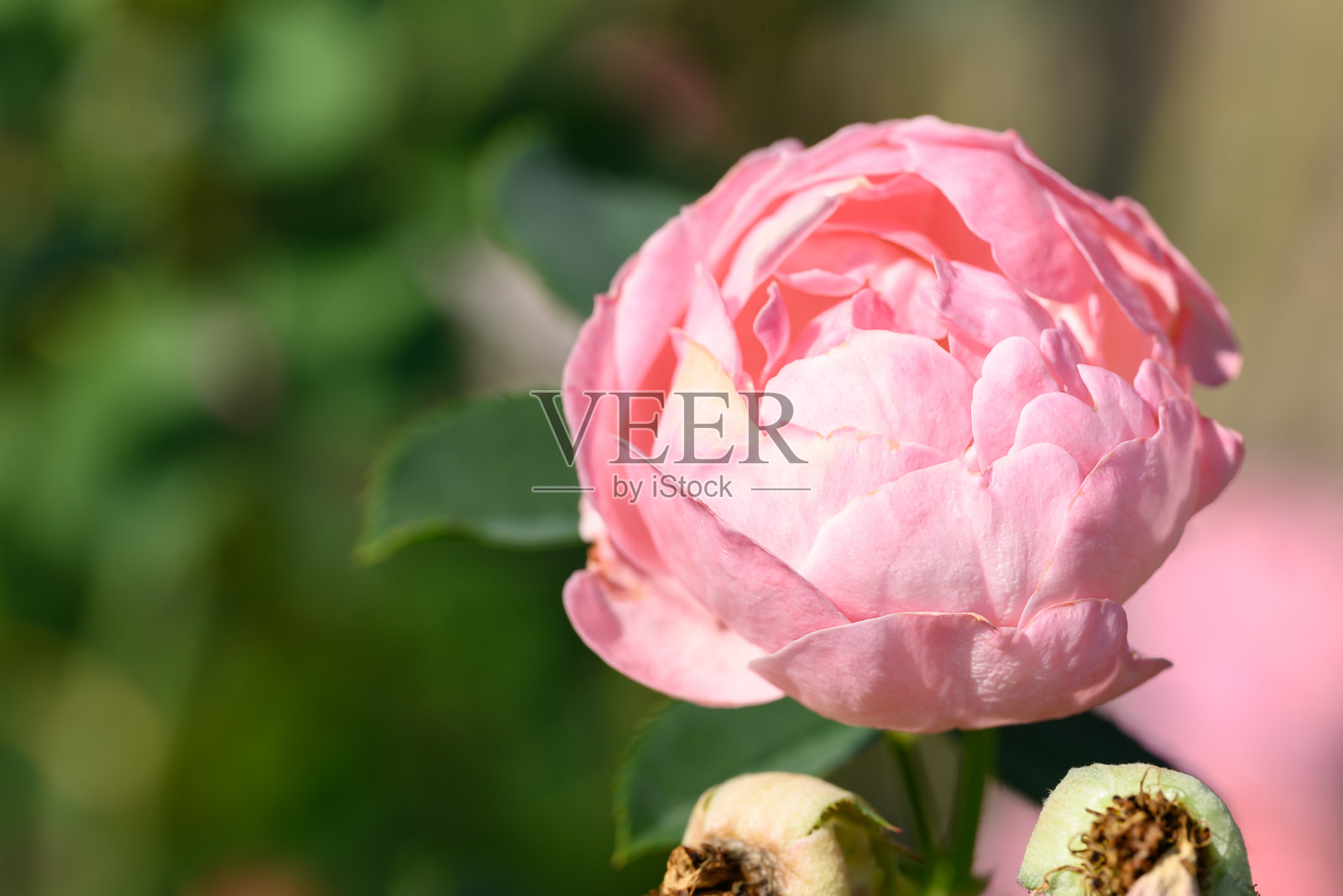 花园里开着粉红色的玫瑰花照片摄影图片