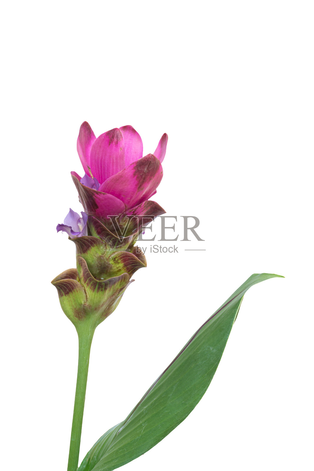 暹罗郁金香或姜黄花孤立在白色背景上。剪切路径照片摄影图片