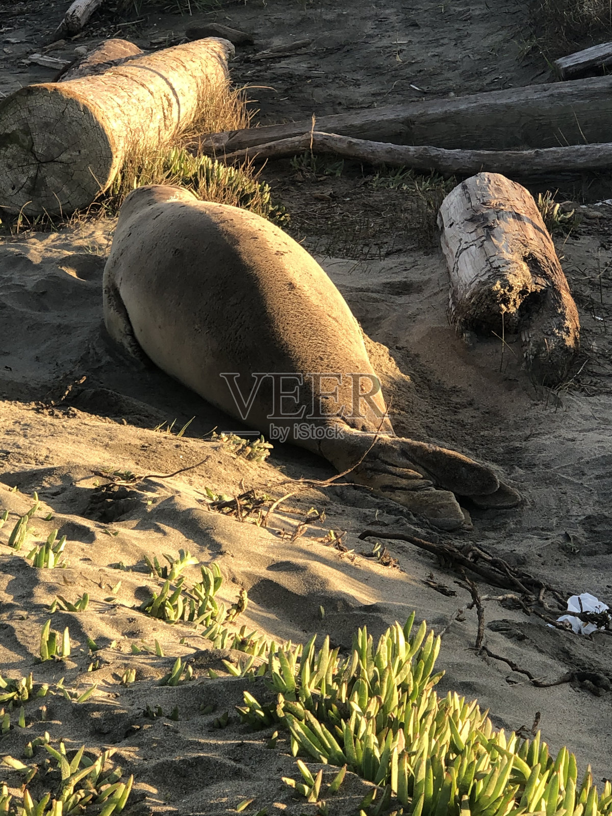 象海豹照片摄影图片