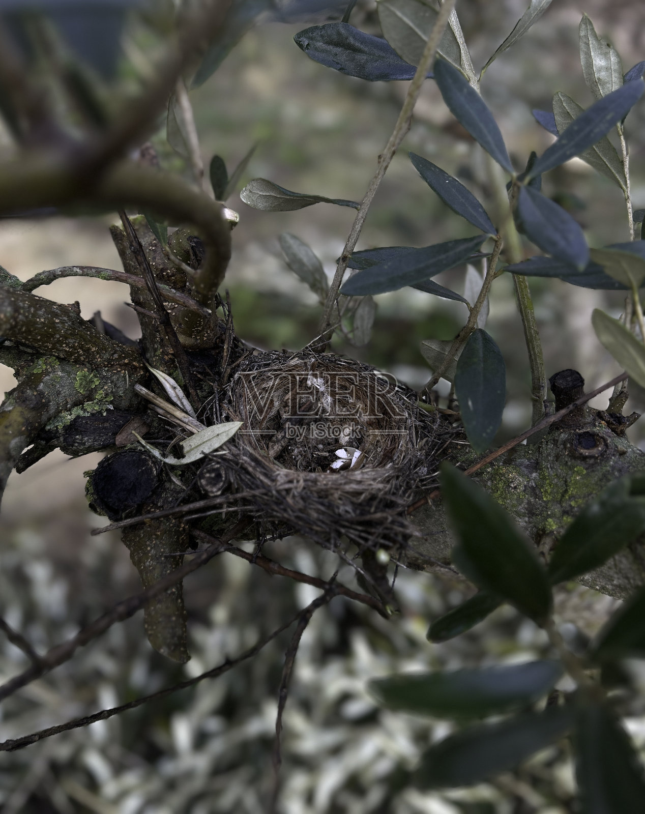 筑巢的怀抱——树枝间大自然的摇篮照片摄影图片