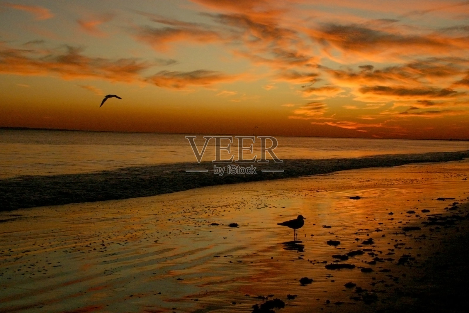 纽约布莱顿海滩附近海面上的橘红色花朵，落日的壮丽美景照片摄影图片