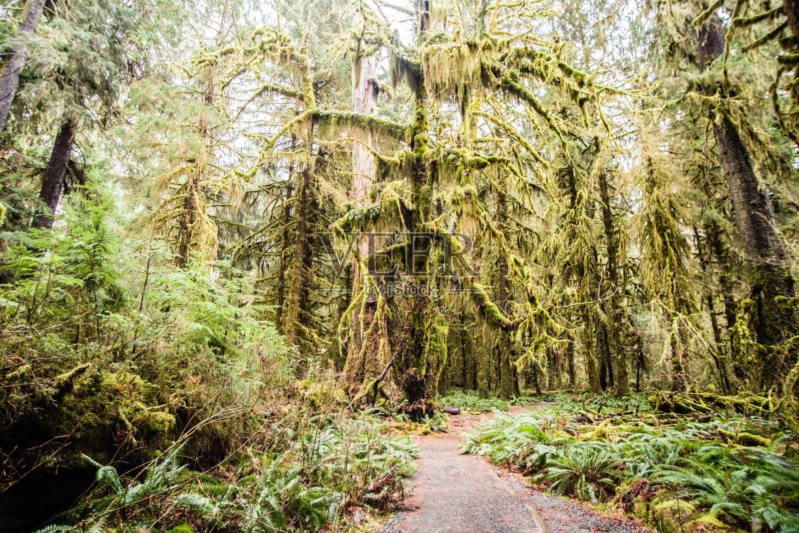 热带雨林照片摄影图片