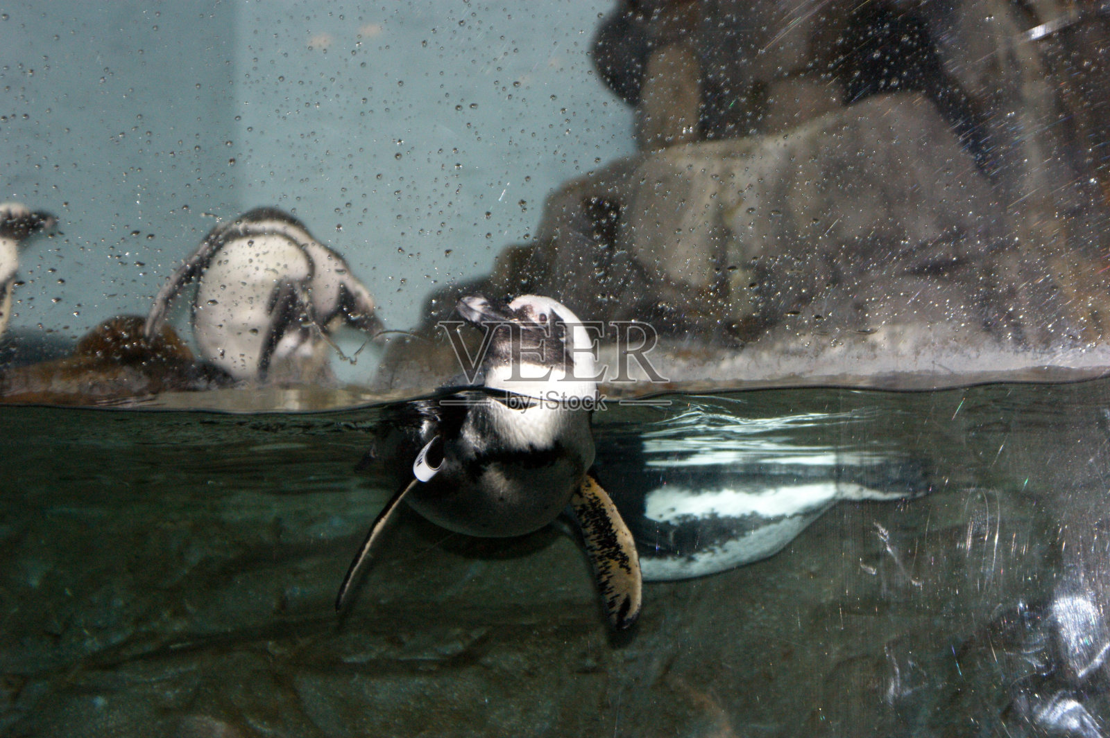 水企鹅鸟液体喙液体照片摄影图片