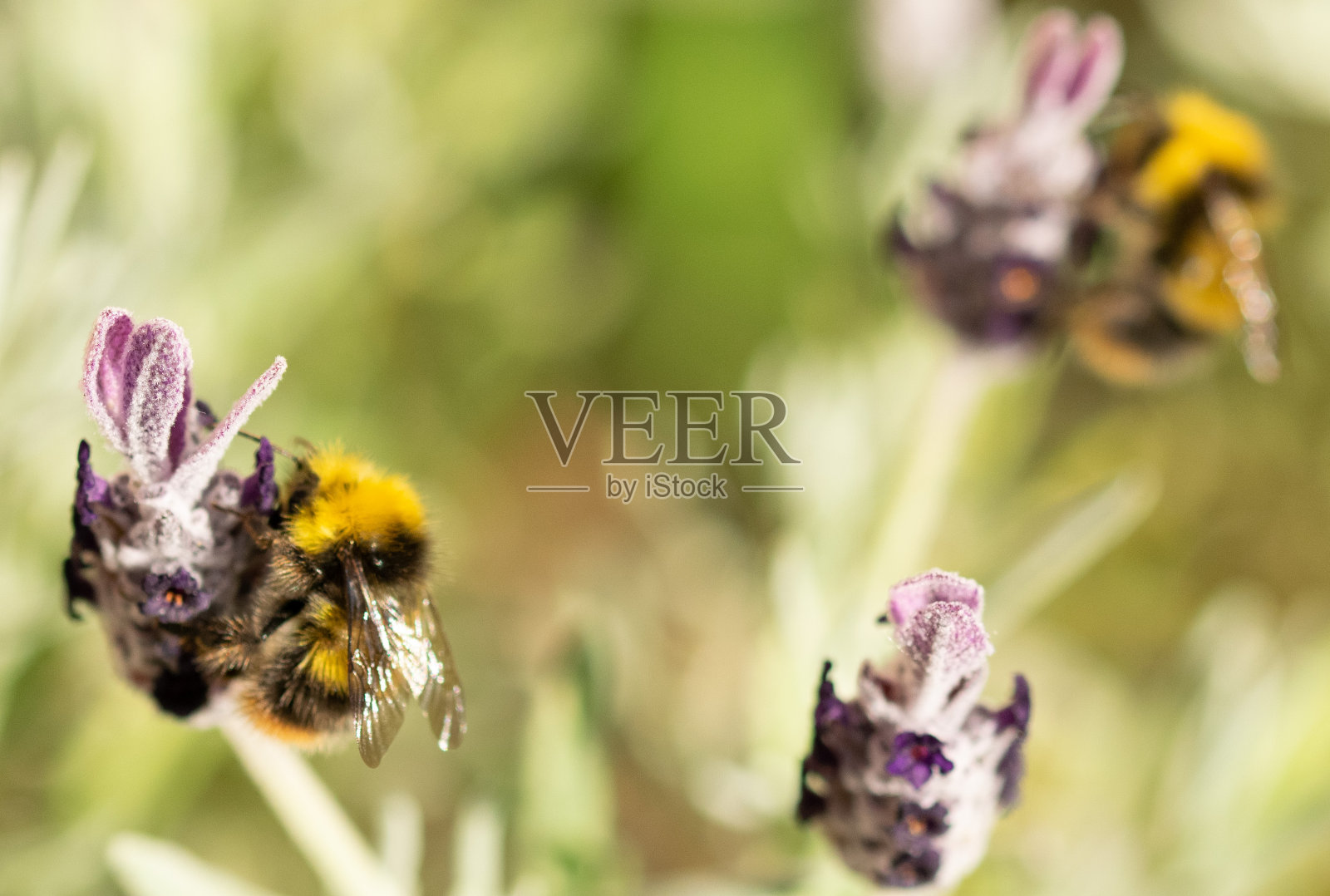 薰衣草上的大黄蜂照片摄影图片