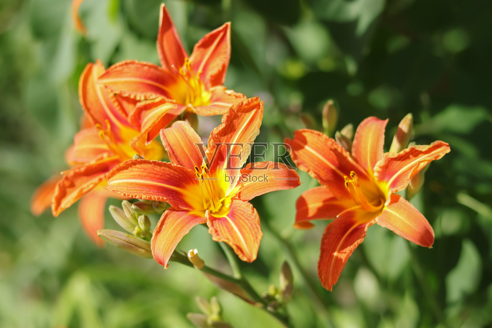 近距离的橙色虎百合盛开。虎橘百合照片摄影图片