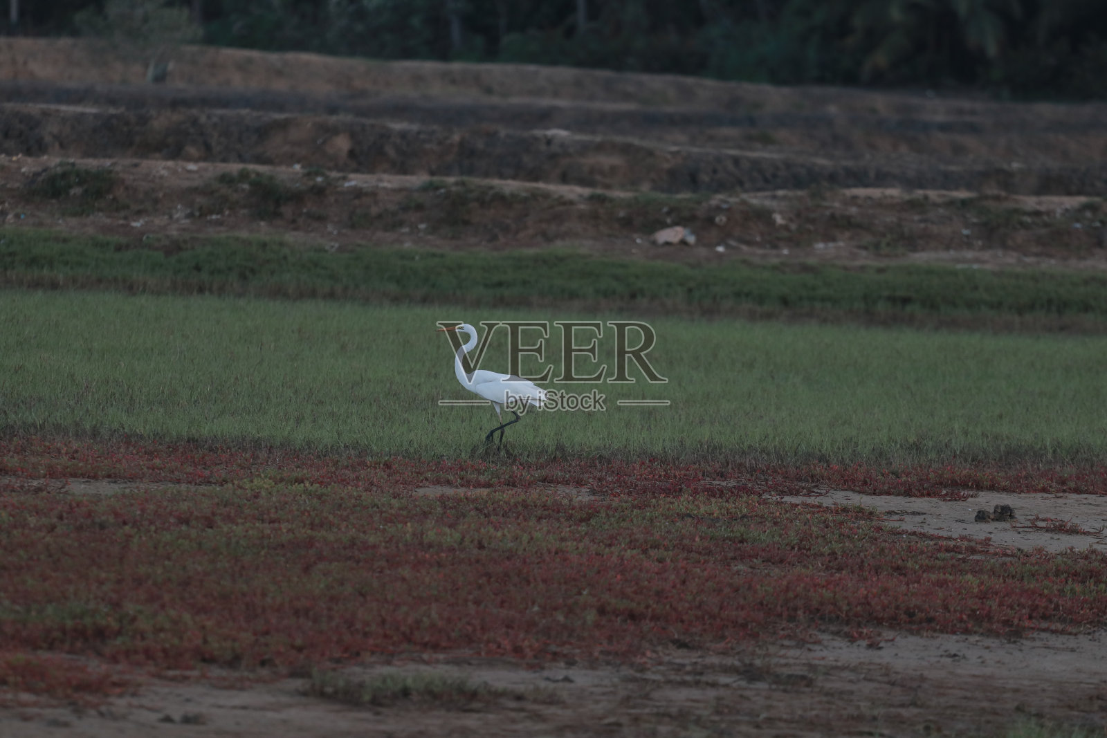 绿地里的白鹭照片摄影图片
