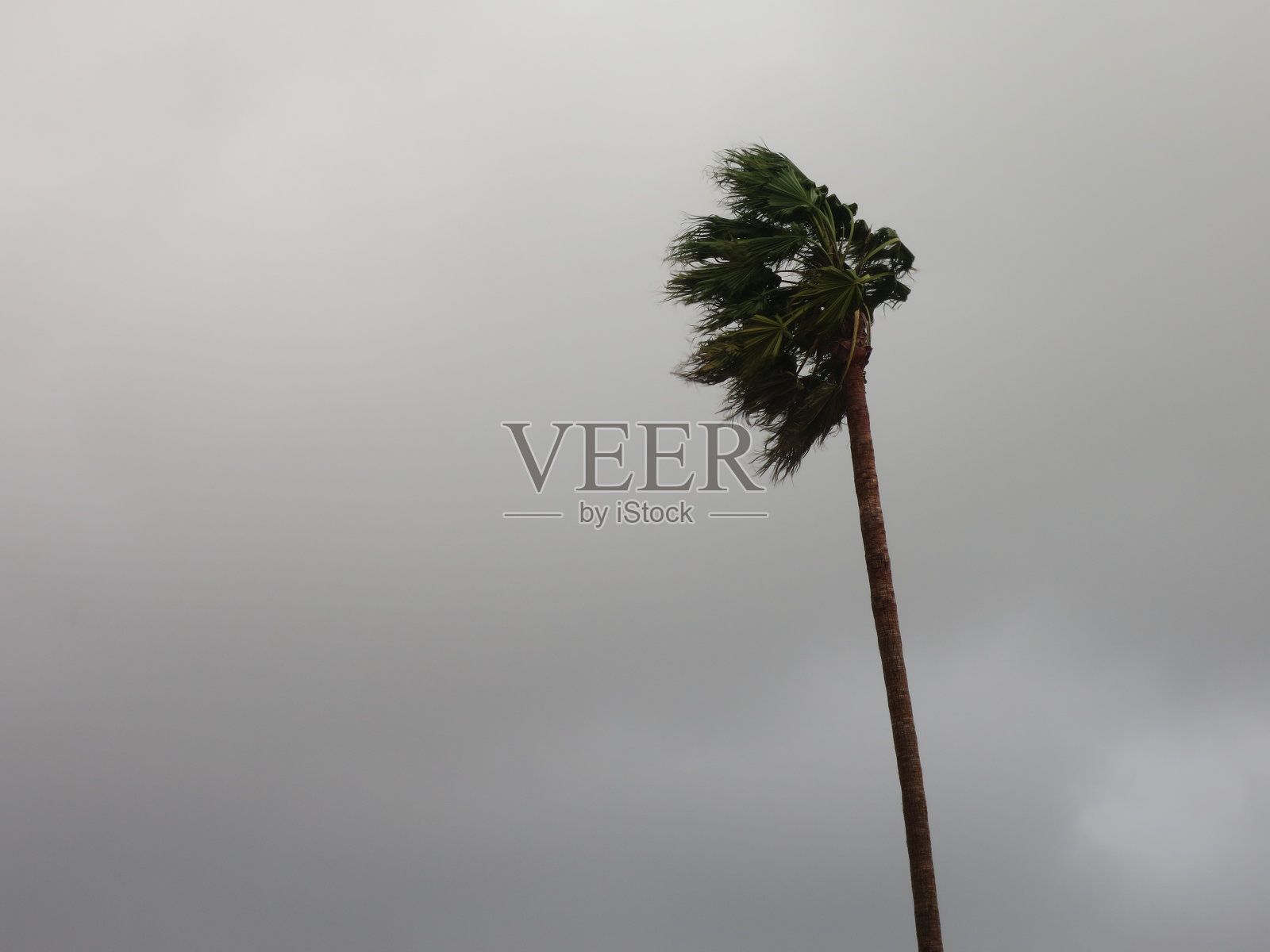 棕榈树在风中飘扬照片摄影图片