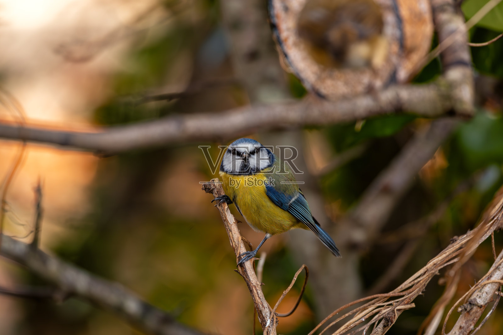 马德里雷蒂罗公园的蓝山雀照片摄影图片