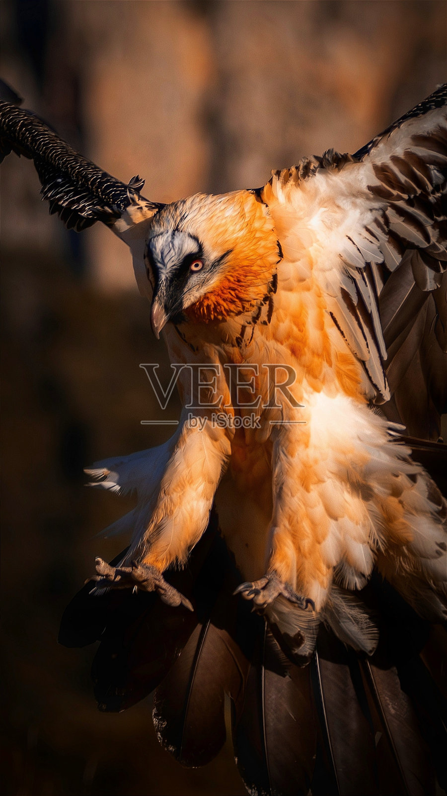 大胡子秃鹫降落在山上照片摄影图片