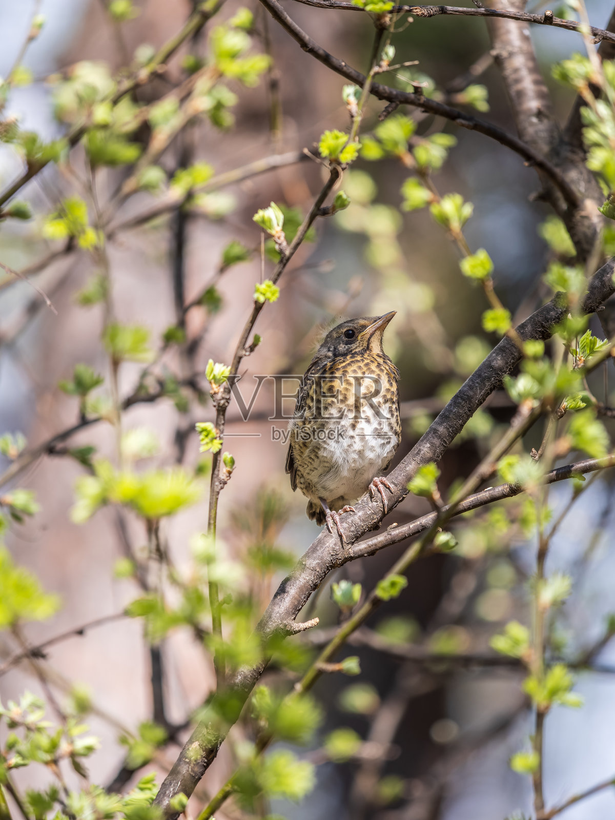 一只野地雏鸟，Turdus pilaris，已经离开了巢穴，正坐在树枝上。一只小野鸡坐在树枝上等待父母的到来。照片摄影图片