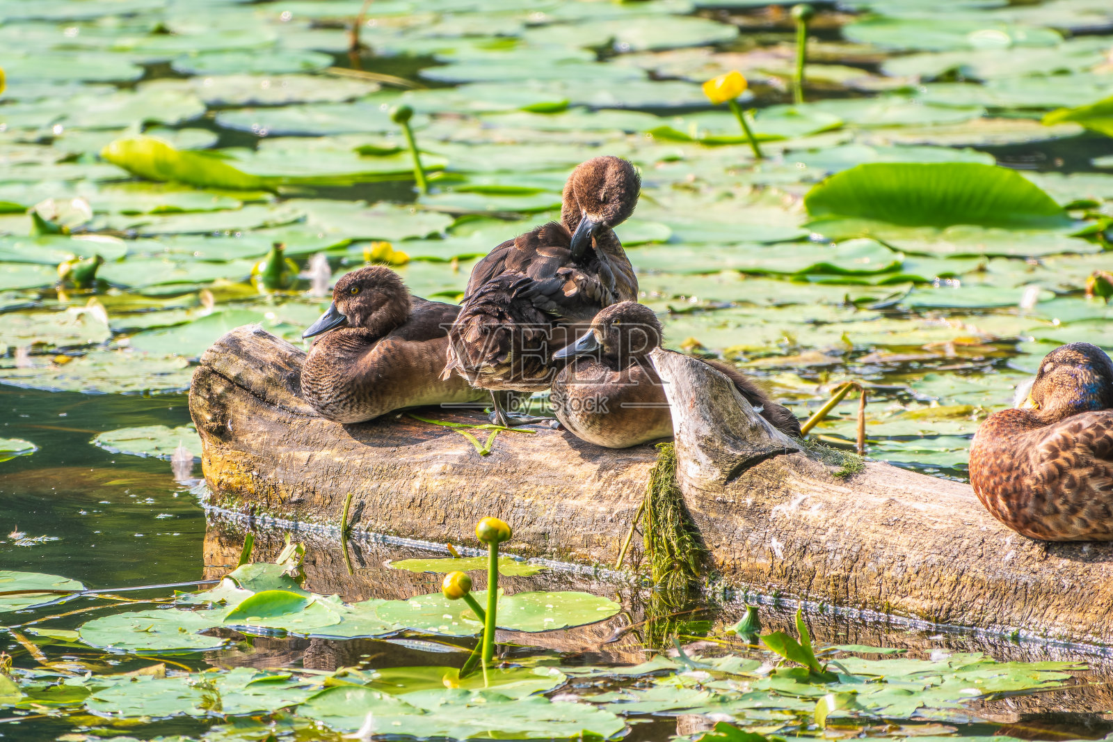 一群野鸭和绿头鸭照片摄影图片