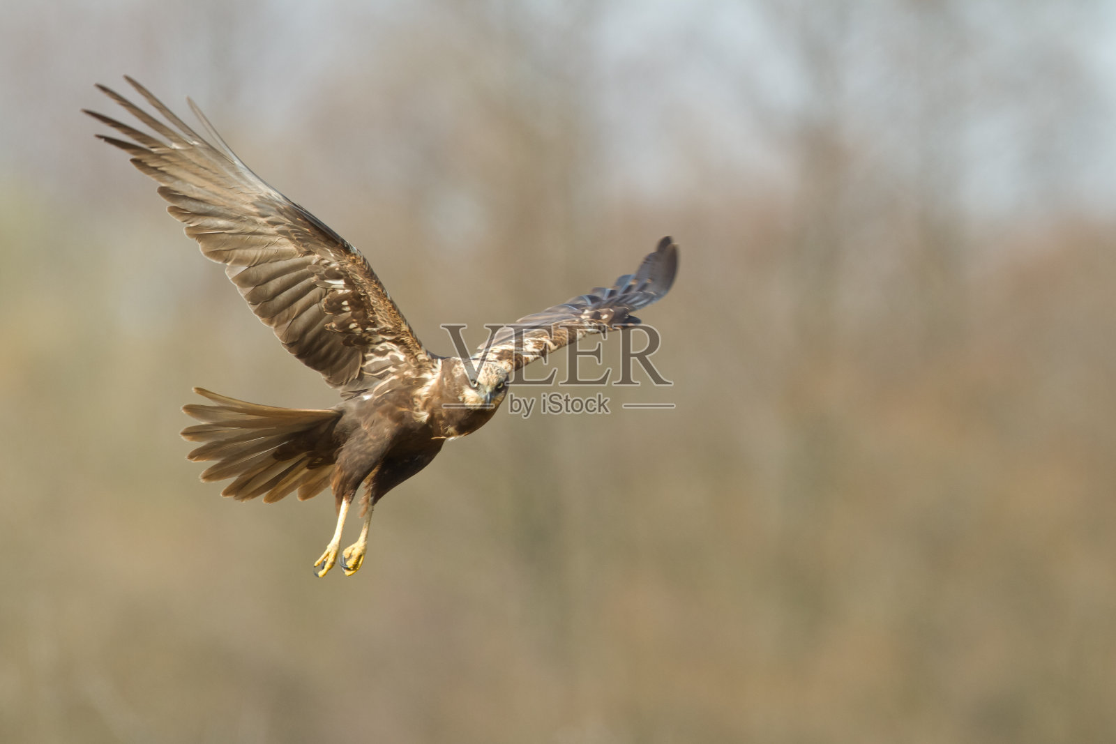 飞禽猛禽沼泽鹞马戏团铜绿，狩猎时间波兰欧洲照片摄影图片