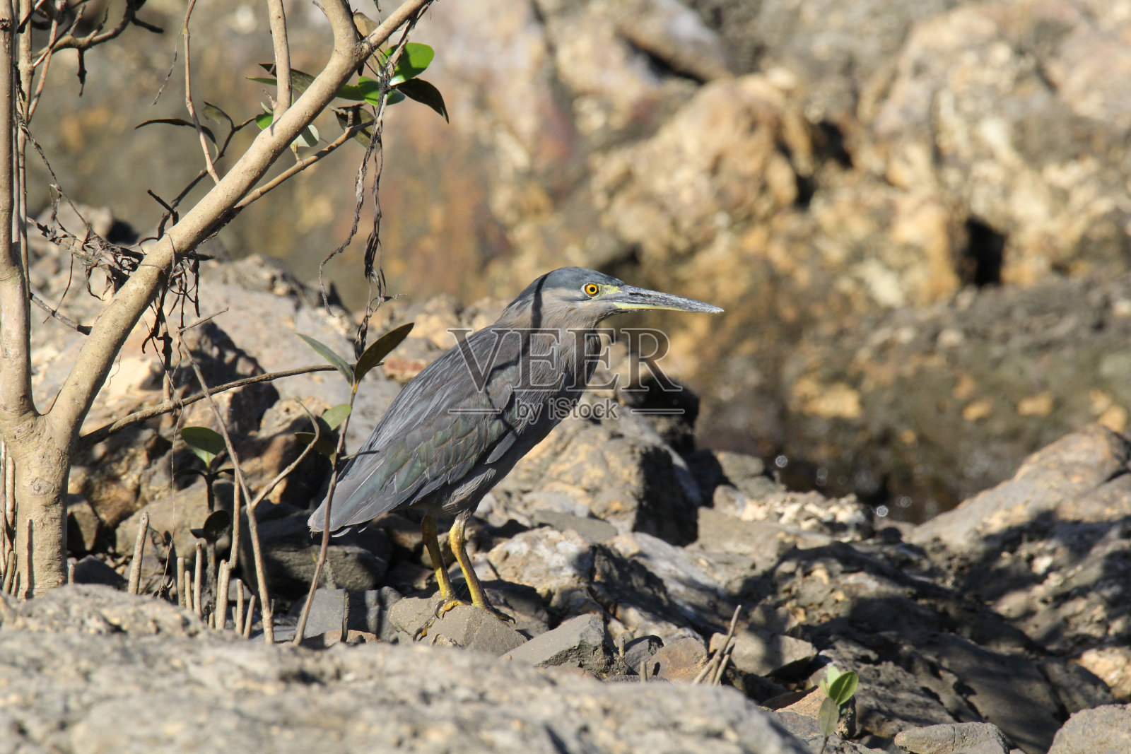 斑纹苍鹭站在红树林的岩石上照片摄影图片