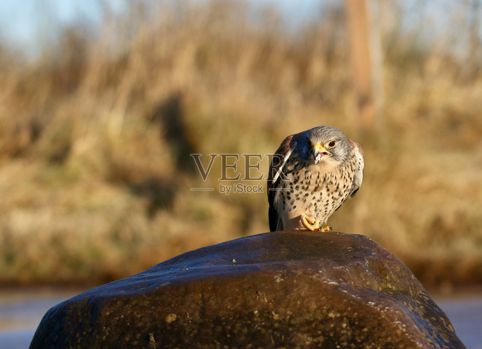 雄红隼(Falco tinunculus)照片摄影图片