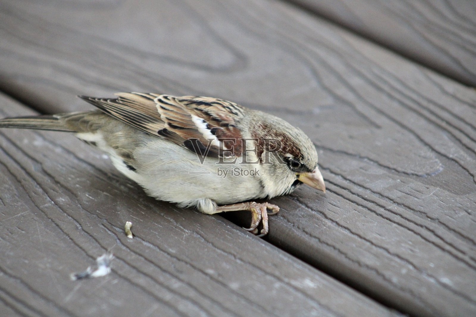 麻雀照片摄影图片