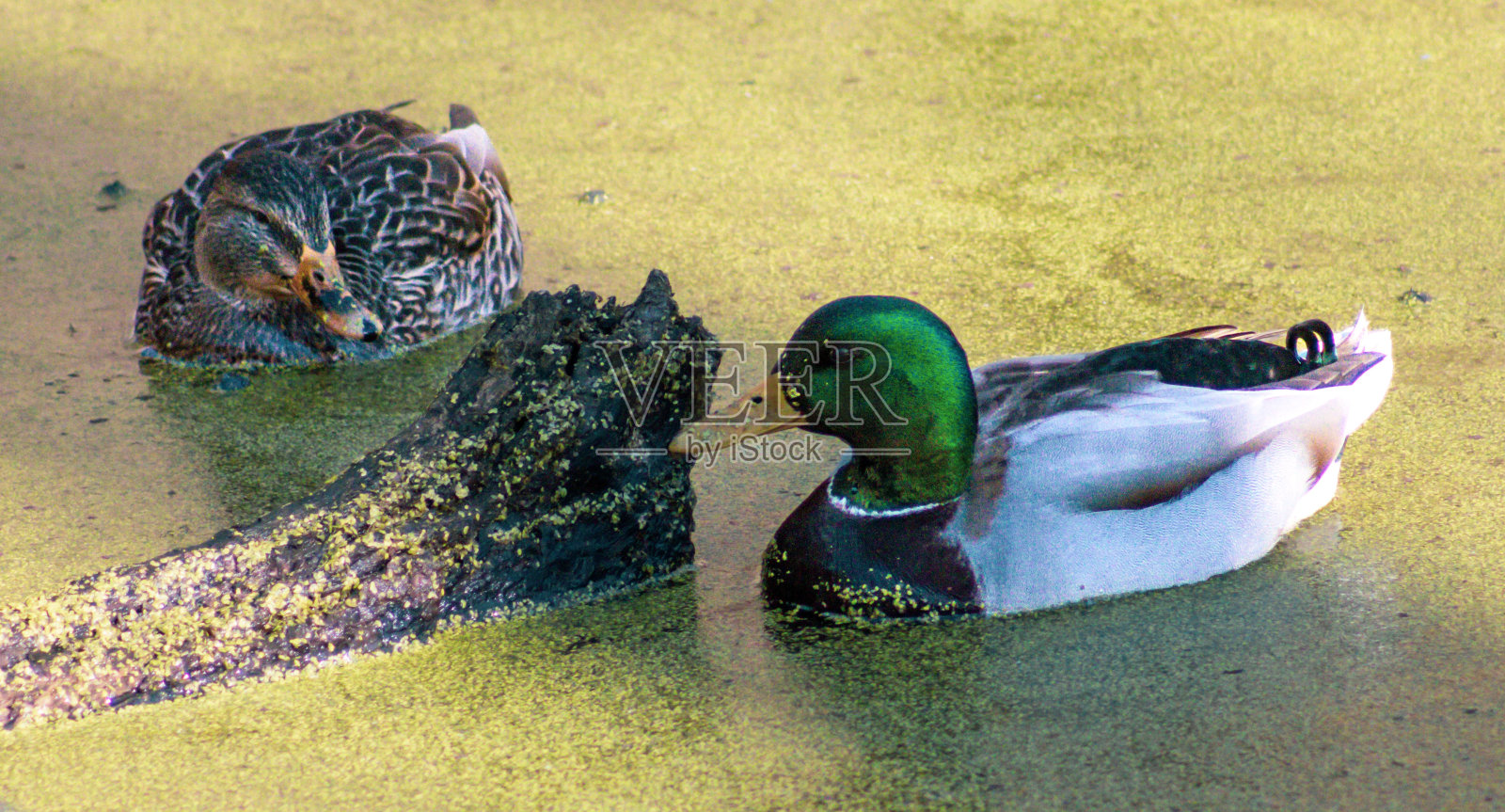 池塘里的两只鸭子照片摄影图片