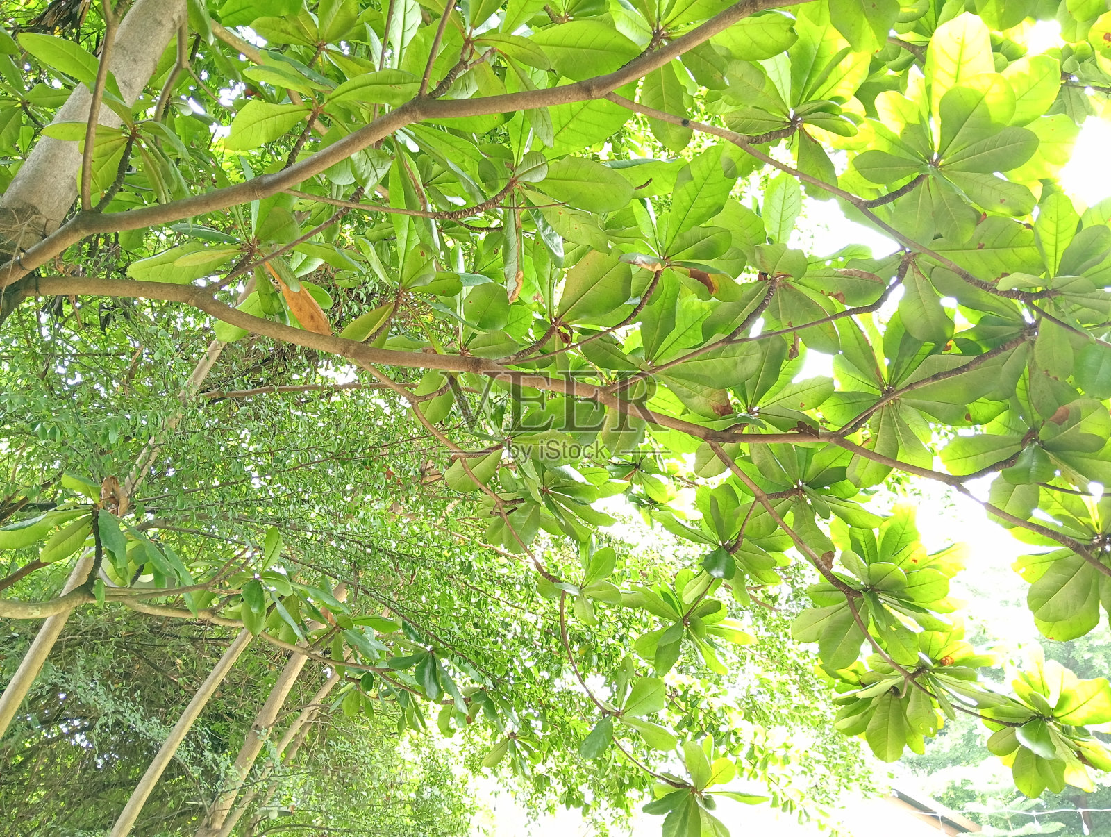 绿树生长在野外照片摄影图片